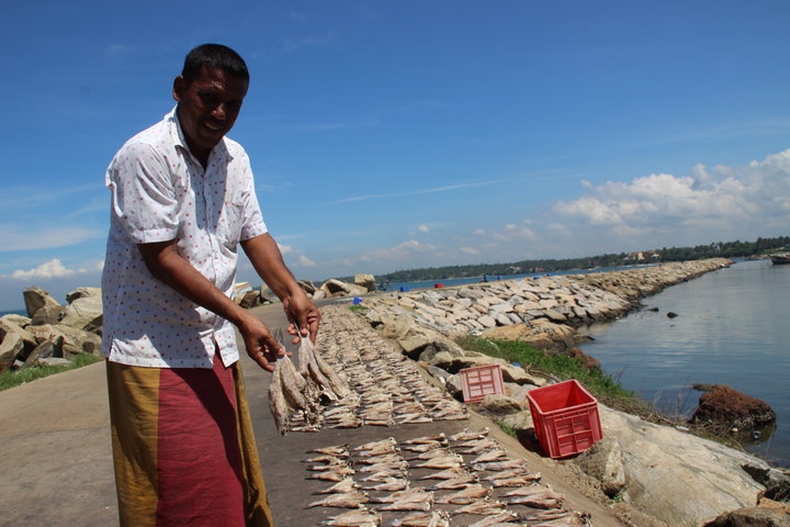 Trockenfisch im Hafen von Beruwela