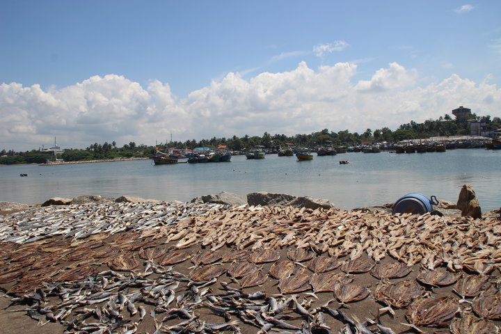 Trockenfisch im Hafen von Beruwela
