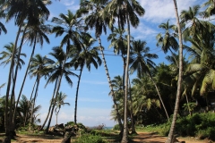 Kokosnussernte an Seilen in luftiger Höhe