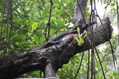 Bentota River Tour - Waran