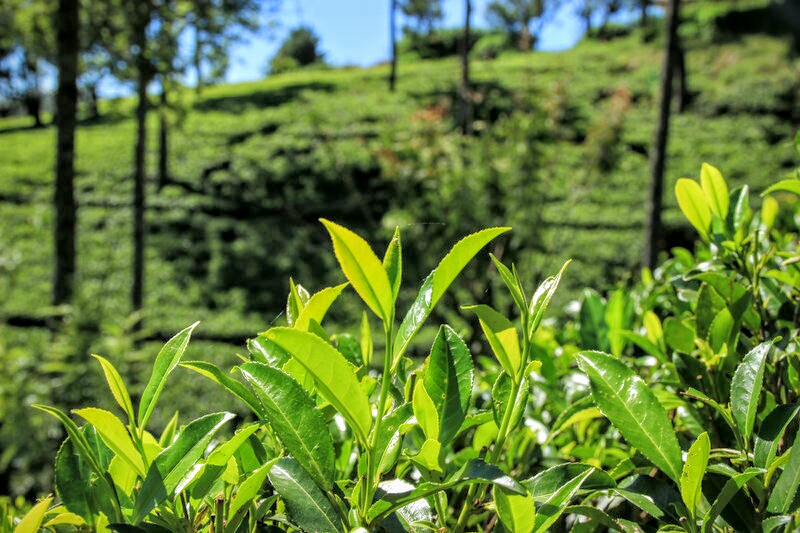 Teeplantage Pedro Tea Estate Nuwara Eliya