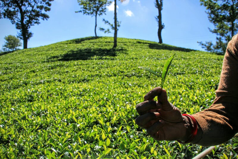 Teeplantage Pedro Tea Estate Nuwara Eliya