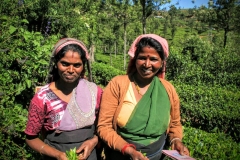 Teeplantage Pedro Tea Estate Nuwara Eliya