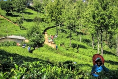 Teeplantage Pedro Tea Estate Nuwara Eliya