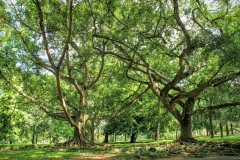  Botanischer Garten nahe Kandy