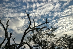 Adler im Yala National Park