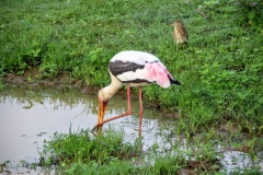 Maribu im Yala National Park