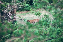 Leopard im Yala National Park