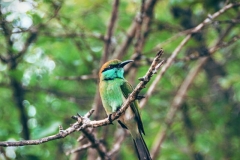 Bee-eater im Yala National Park