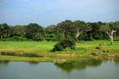 Yala National Park