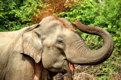Elefant im Yala National Park