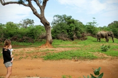 Elefant zu Besuch auf dem Picknickplatz