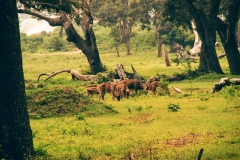 Hirsche im Yala National Park